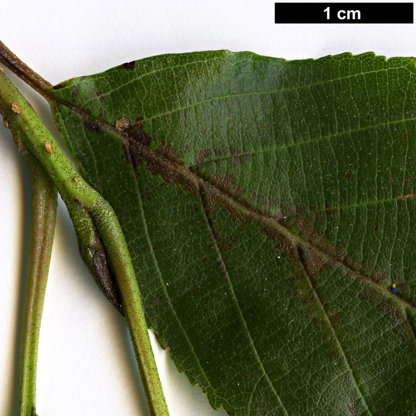 High resolution image: Family: Betulaceae - Genus: Alnus - Taxon: acuminata - SpeciesSub: subsp. glabrata